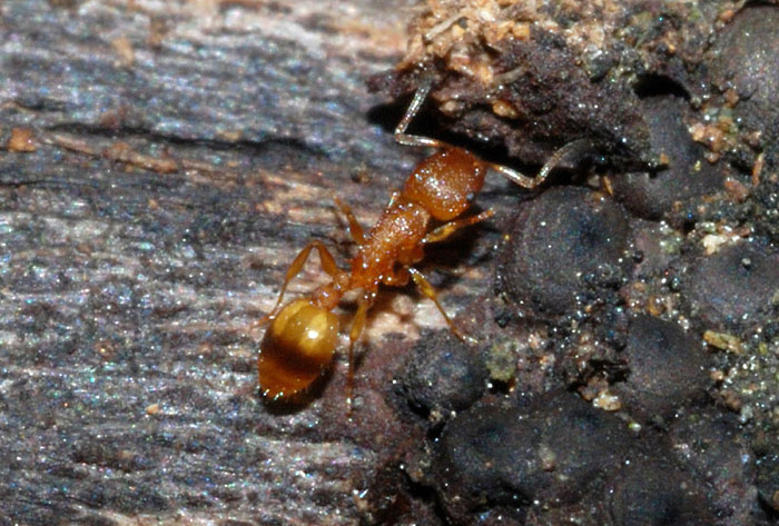 Formicidae: probabile Temnothorax sp.